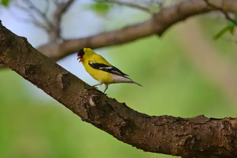 Male American goldfinch on a branch