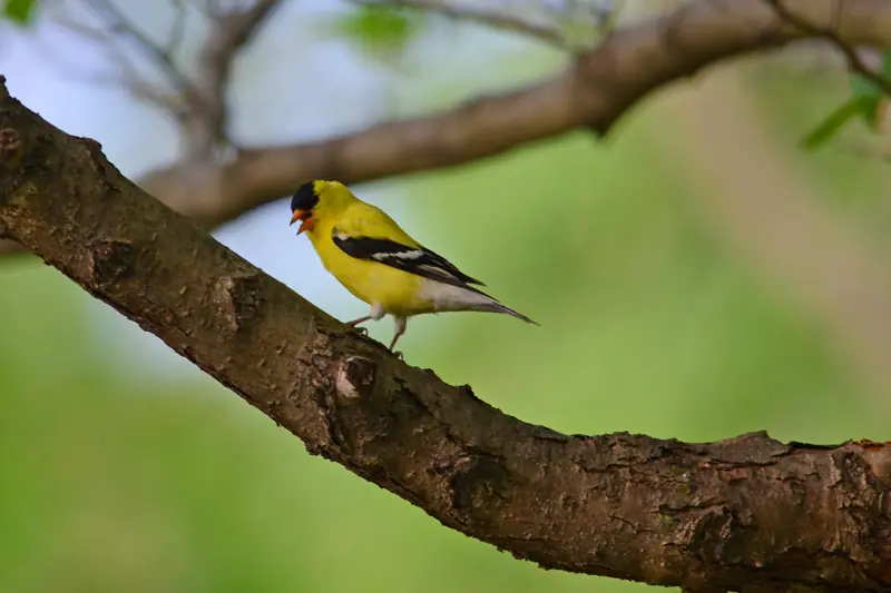 Bright yellow male American goldfinch perched on a tree branch