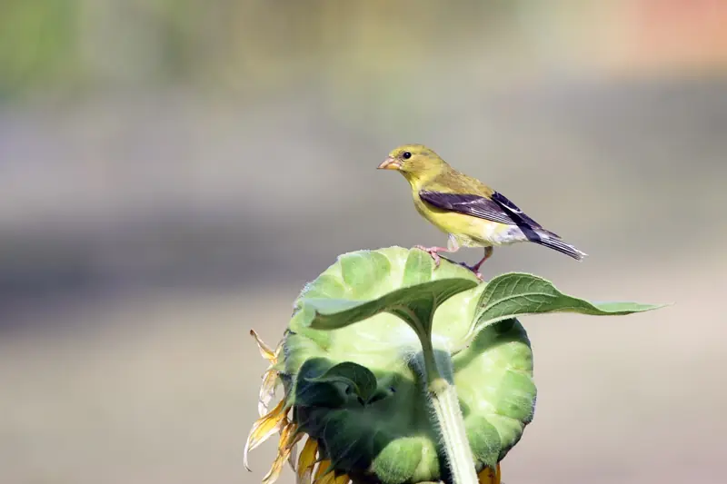 American goldfinch perched on a sunflower head