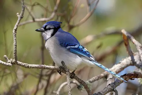 Blue jay perched on a branch