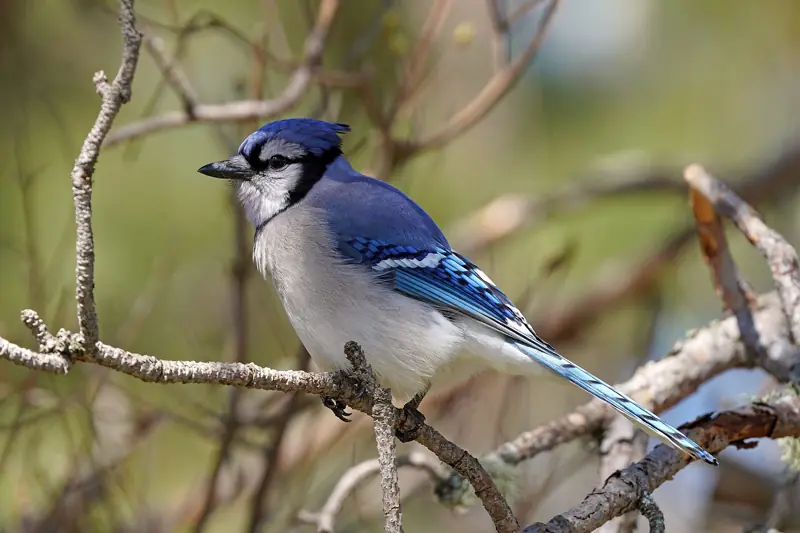 Blue jay perched on a thin branch showing blue wings and tail
