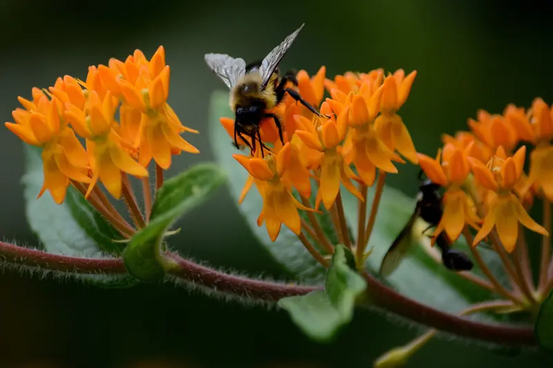 Orange butterfly milkweed flowers with a visiting bee