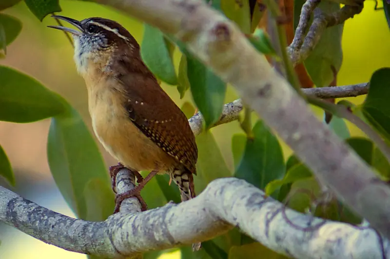Carolina wren perched on a branch among leaves