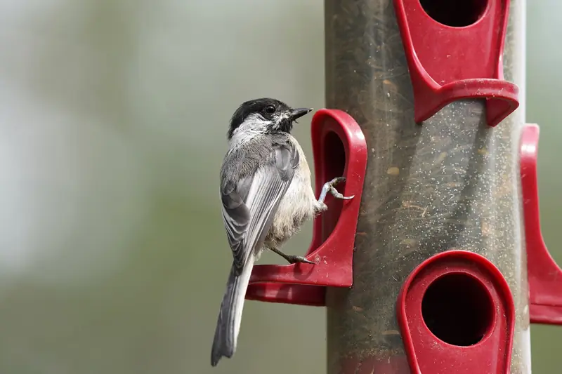 Black-capped chickadee clinging to a red tube feeder port
