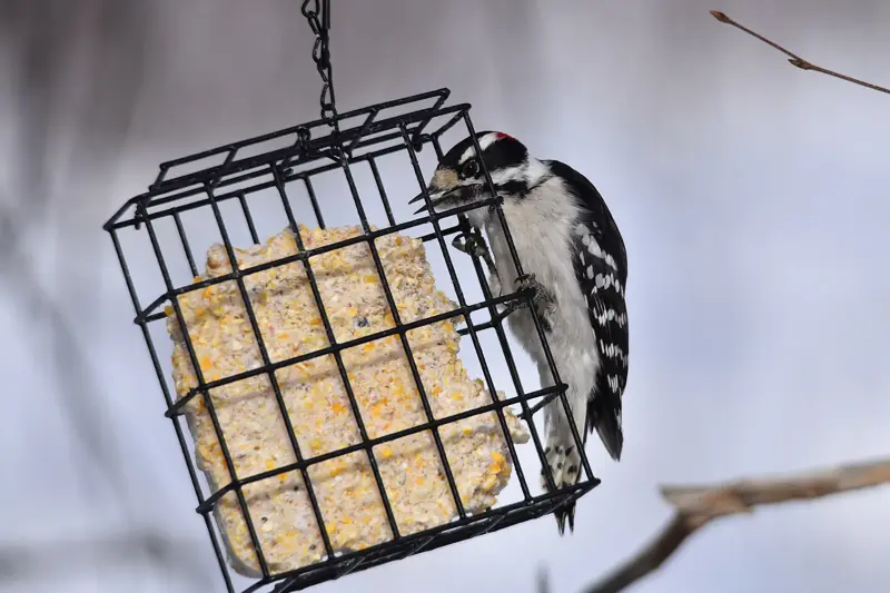Downy woodpecker clinging to a wire suet cage feeder