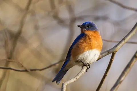 Male eastern bluebird on a branch