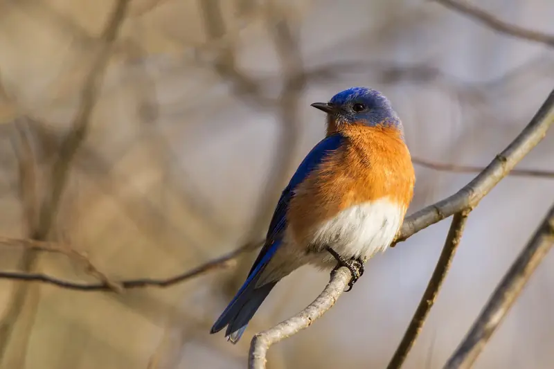 Male eastern bluebird with orange breast perched on a branch