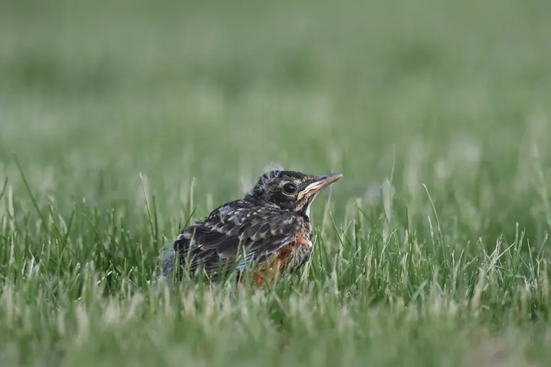 Speckled fledgling American robin standing in grass