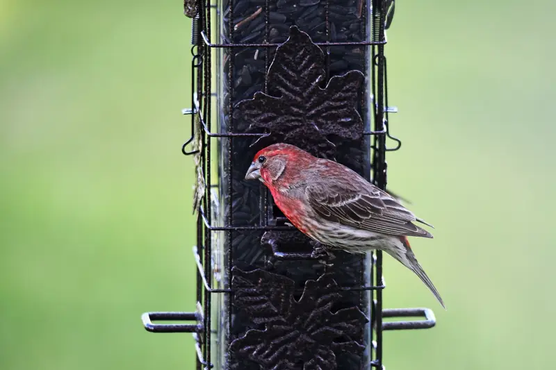 Male house finch perched on a metal mesh seed feeder