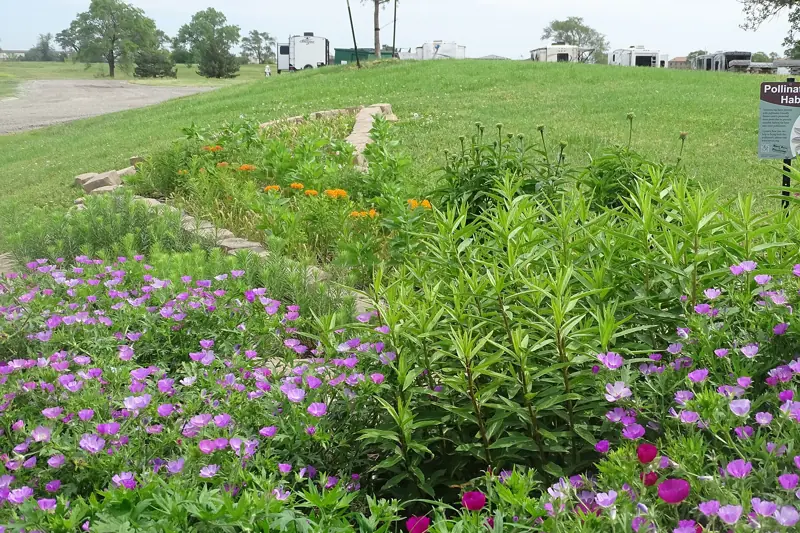 Native wildflower garden planted in a park landscape