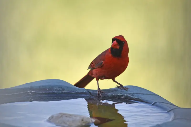 Male northern cardinal standing on the rim of a bird bath