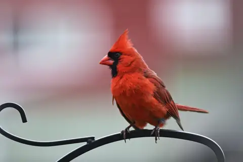 Male northern cardinal perched on a feeder hook