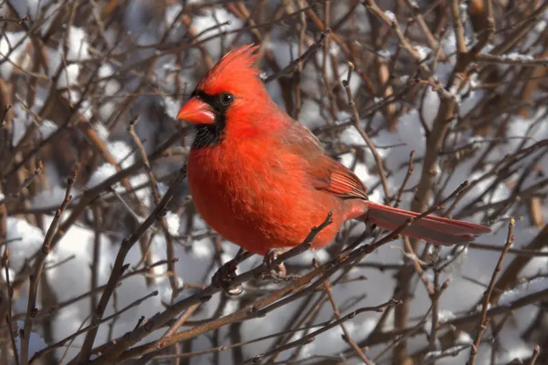Male northern cardinal perched among bare, snow-dusted branches