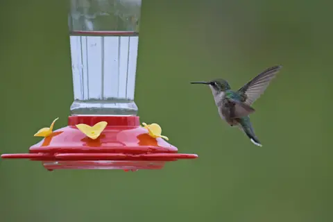 Ruby-throated hummingbird at a nectar feeder