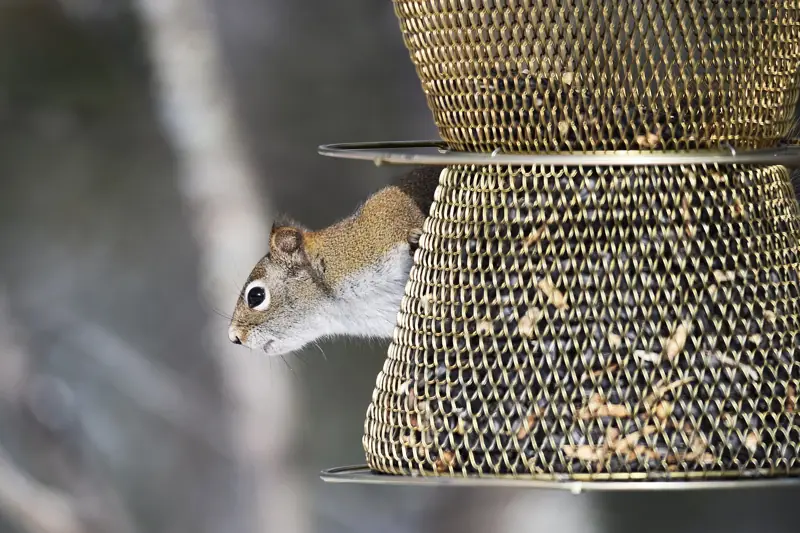 Squirrel raiding a mesh bird feeder