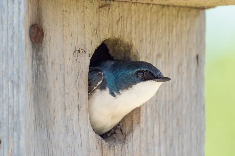 Tree swallow looking out of the entrance hole of a wooden nest box