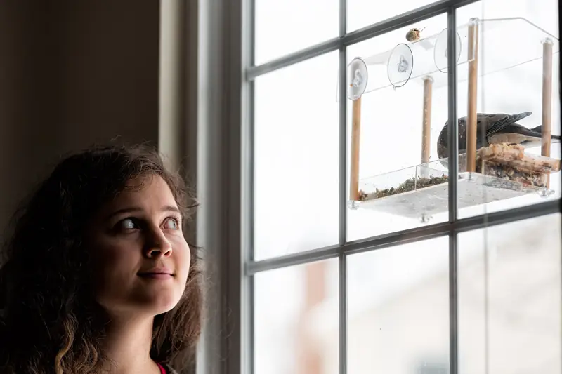 Person watching a clear window-mounted bird feeder from indoors